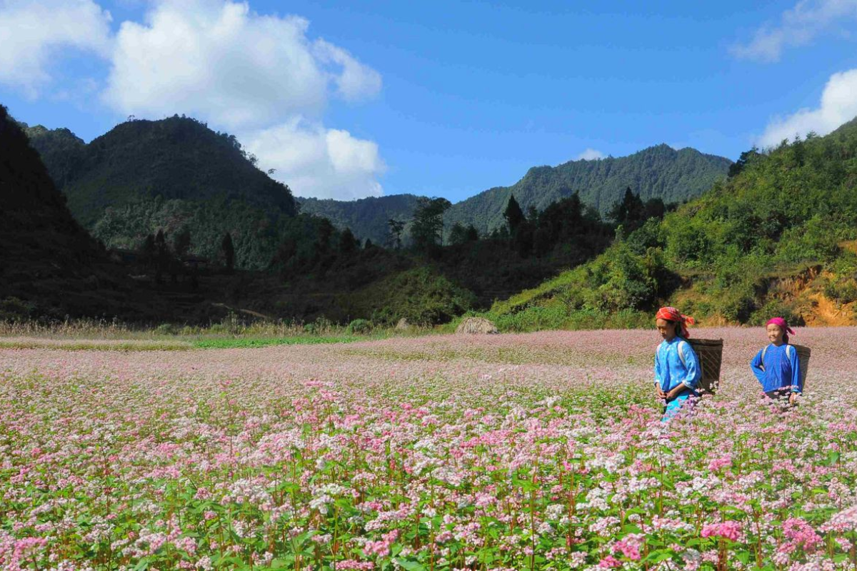 Fields of blooming pink buckwheat flowers covering the valleys of Dong Van during late autumn, attracting visitors and photographers alike.